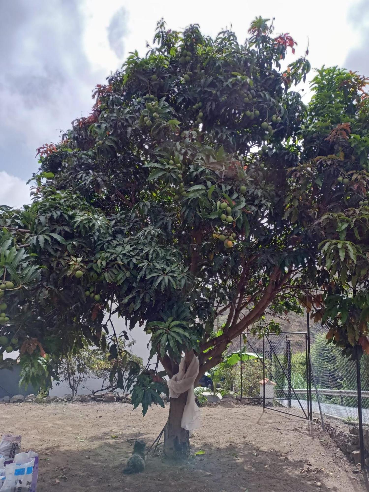 Appartamento Casa Donela Hermigua Esterno foto