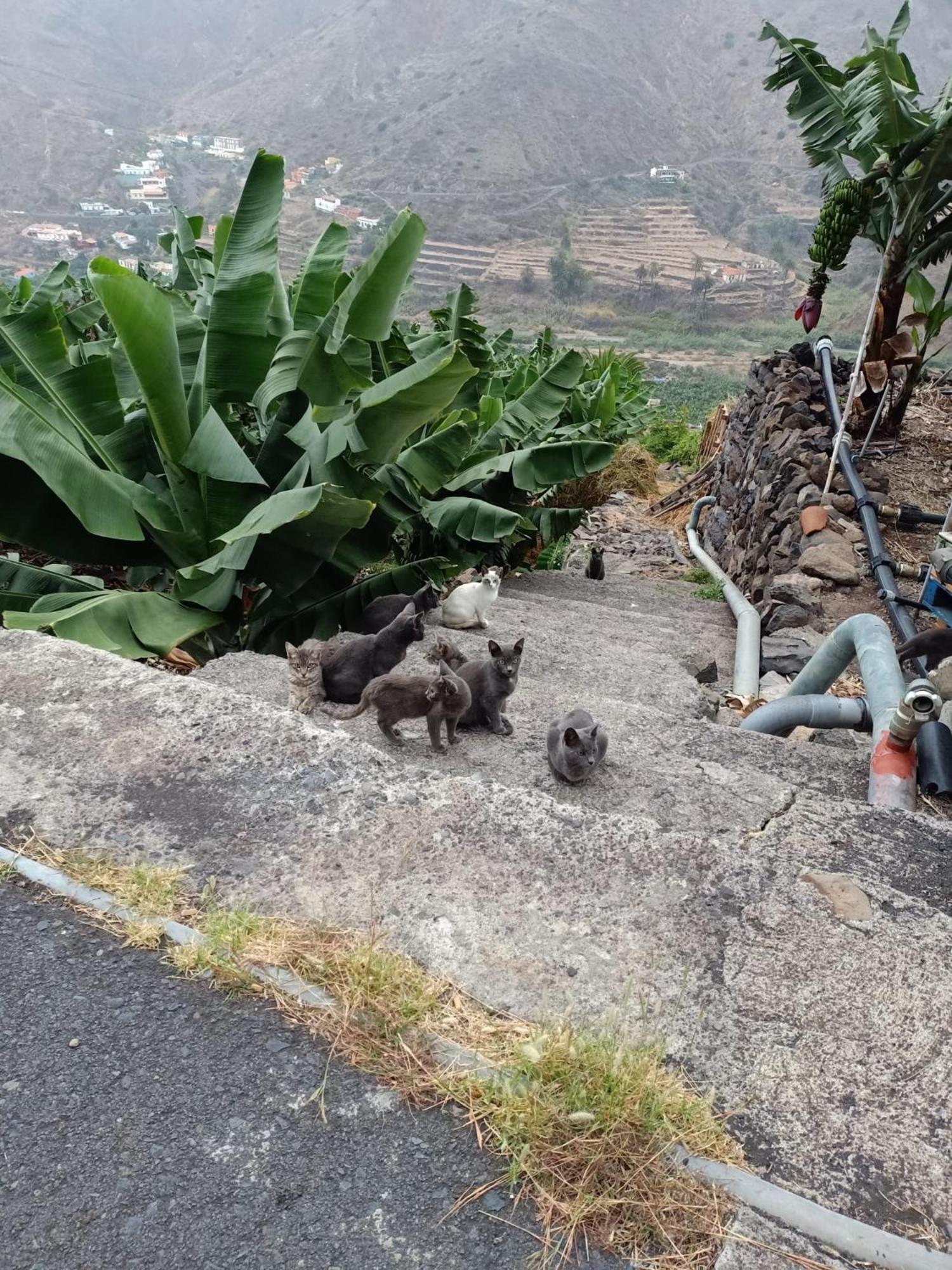 Appartamento Casa Donela Hermigua Esterno foto